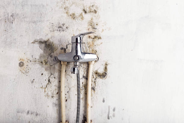 Trusted Avon, OH Mold Removal Experts