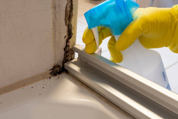 Best Emergency Mold Removal  in Avon, OH