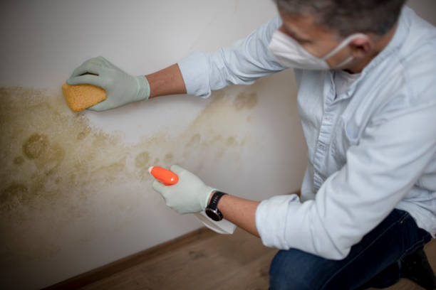 Best Fast Mold Removal  in Avon, OH
