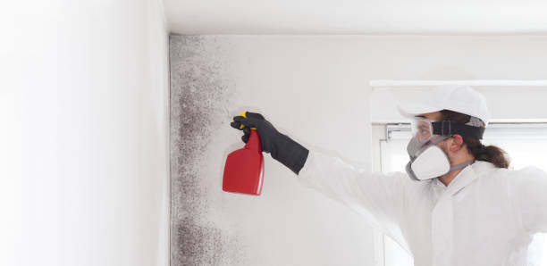 Attic Mold Removal in Avon, OH