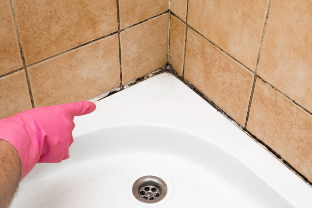 Best Toxic Mold Removal  in Avon, OH