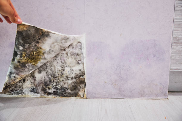 Best Affordable Mold Removal  in Avon, OH